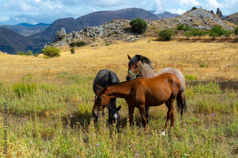 Horses on meadows in Sierra Nevada mountrains, Andalusia, Spain