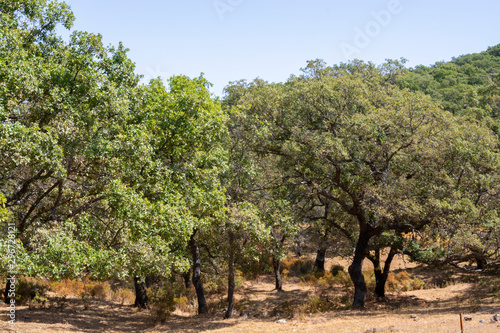Grove with cork oaks, primary source of cork for wine bottle stoppers and other uses