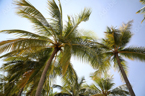 Wallpaper Mural Palme von unten Torontodigital.ca