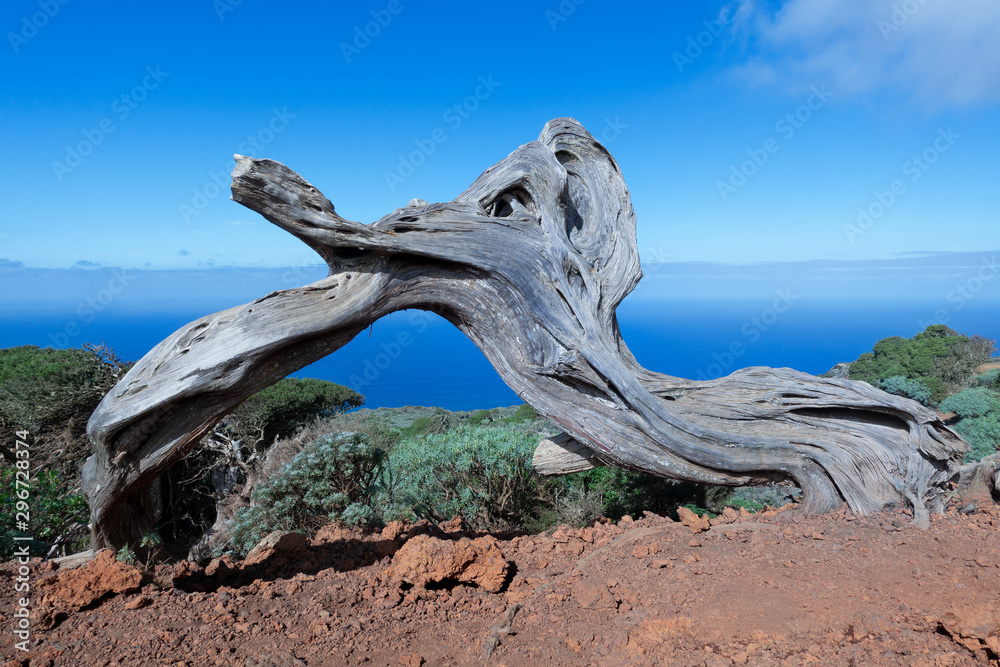 Stamm eines abgestorbenen Sabina Wacholderbaums auf der Insel El Hierro, Kanarische Inseln