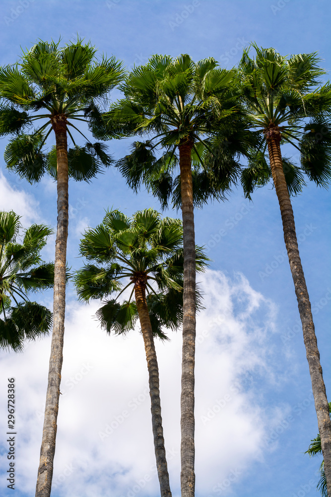 Fototapeta premium Tall green palm trees and blue sky