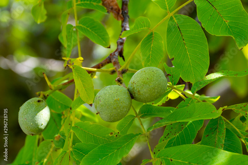 Green unripe walnuts on tree in garden