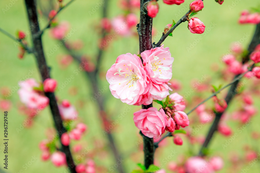 Flowering plum blossoms in the garden Flowering plum blossoms in the garden