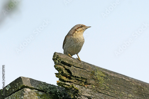 Wendehals (Jynx torquilla) - Eurasian wryneck photo