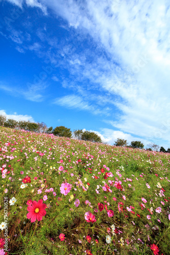 Wallpaper Mural コスモス畑　秋イメージ Torontodigital.ca