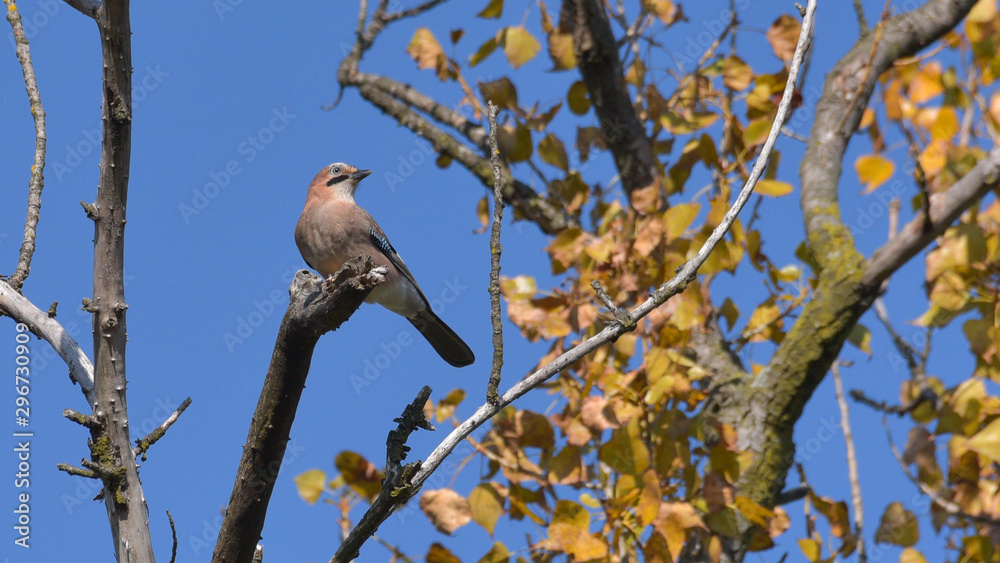 Ghiandaia posata sul ramo di un albero, in autunno Ghiandaia posata sul ramo di un albero, in autunno