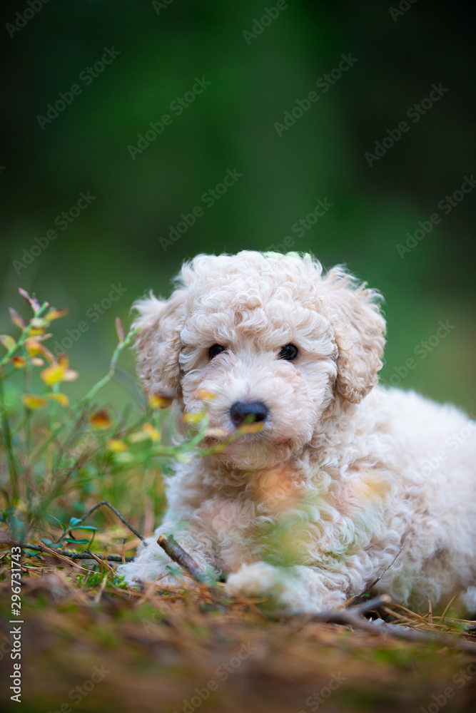 Poodle Puppy  Miniature Apricot Poodle Puppy Looking into the Camera