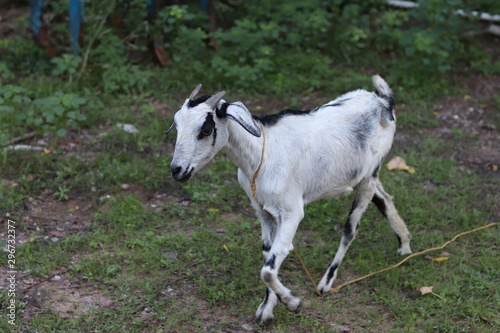 Goat eating leaves © shahul