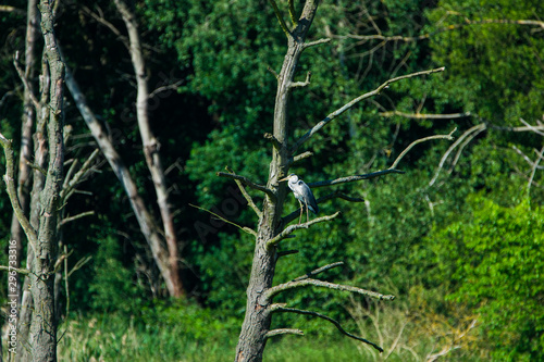 animals and wildlife © blickland