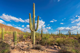 Giant saguaros in Saguaro National Park, Tucson, Arizona, USA