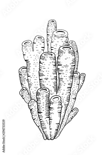 Underwater coral reef sketch, sea tube icon. Black engraved water element graphics for coloring book, tattoo, t-shirt print. Ocean doodle hand drawn vector illustration isolated on white background
