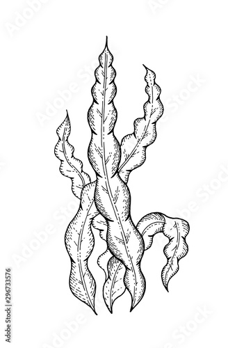 фотографія Underwater sea weed, laminaria spirulina seaweed sketch icon