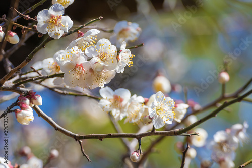 梅の花 初春イメージ
