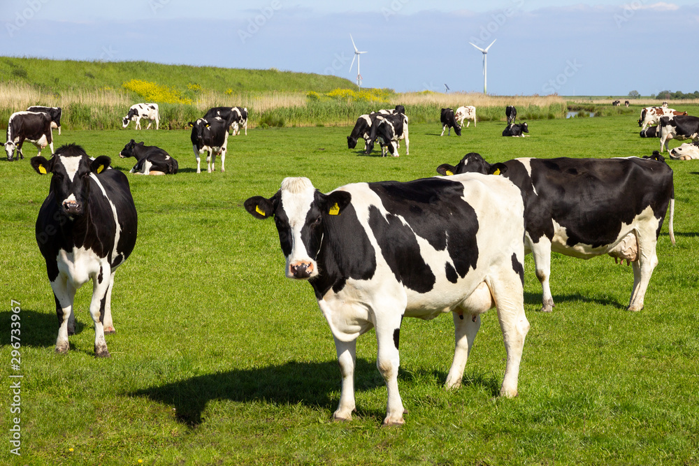 Black and white cows on farmland