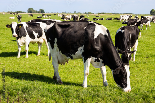 Fotografia Black and white cows on farmland