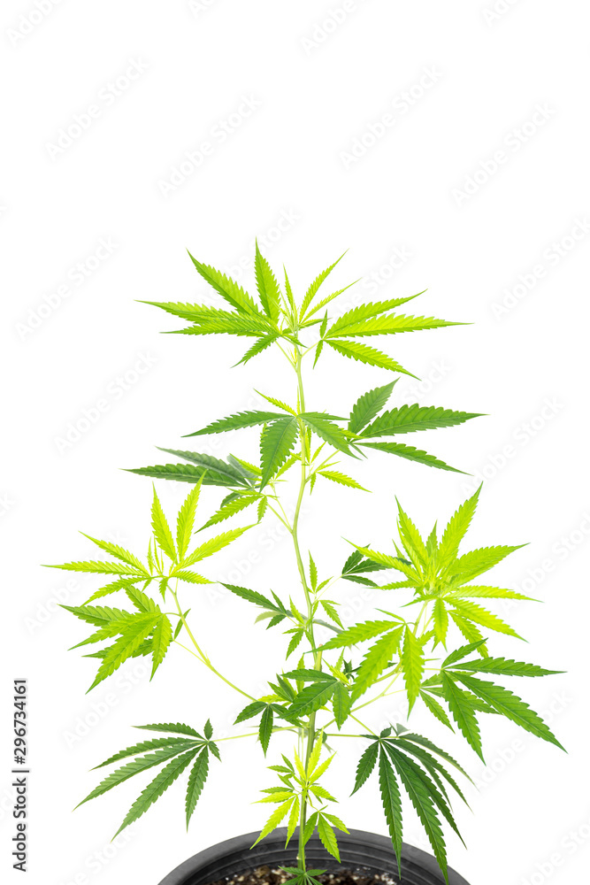 Marijuana plant in plastic pot isolated on white background.