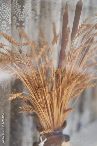 Wheat in a flowerpot. A plant of the family cereals. Decor of the apartment.
