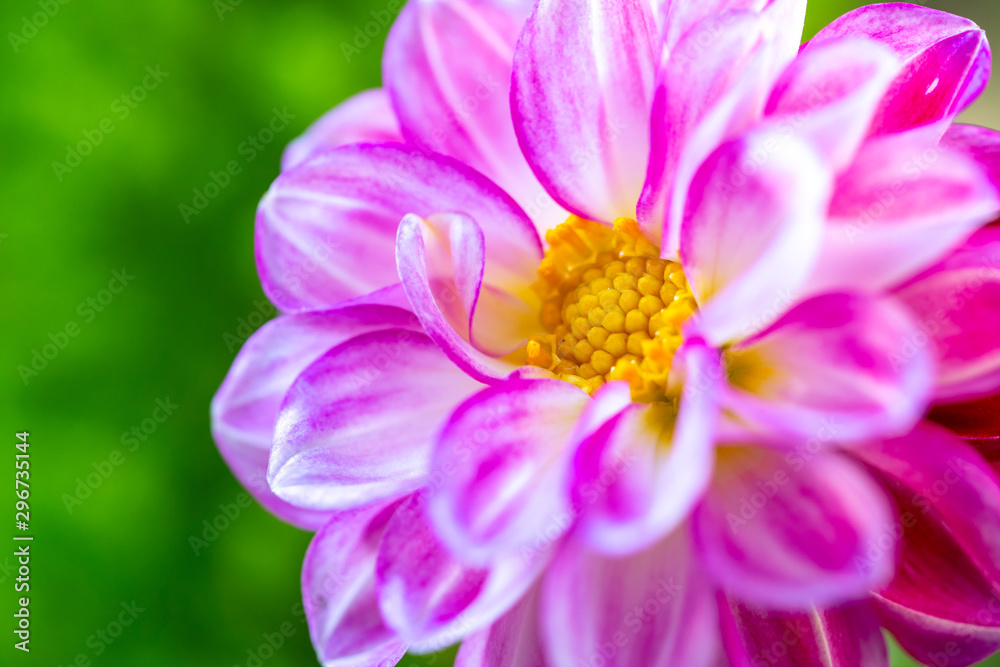 ダリアの花 ダリアの花