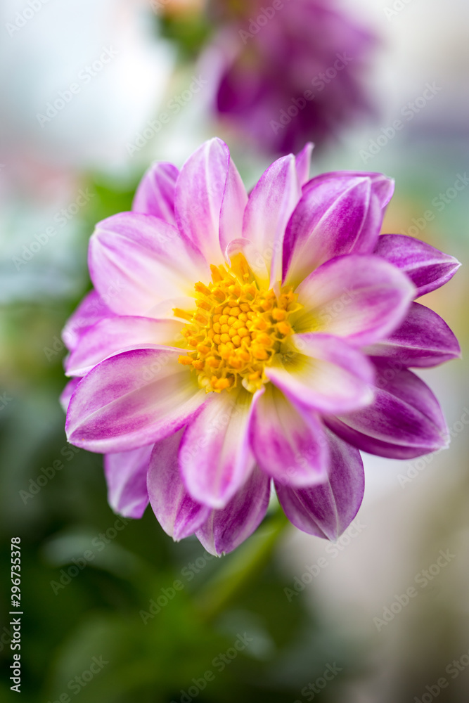 Obraz premium ダリアの花