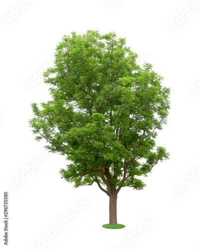 Green Tree Isolated on white background