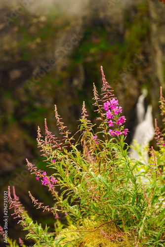 Purple flowers rosebay on norwegian nature photo