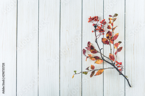 branch of tree on white retro wood boards. background. Autumn, fall concept. Flat lay, top view.