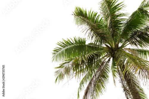 Cocoanut tree isolated on white background