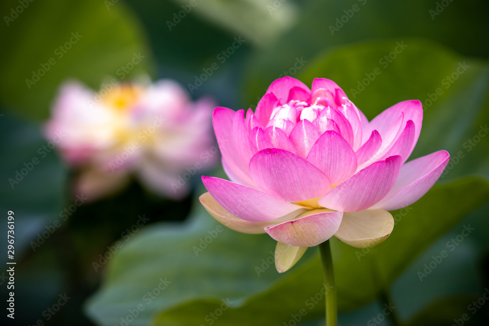 蓮の花　夏イメージ