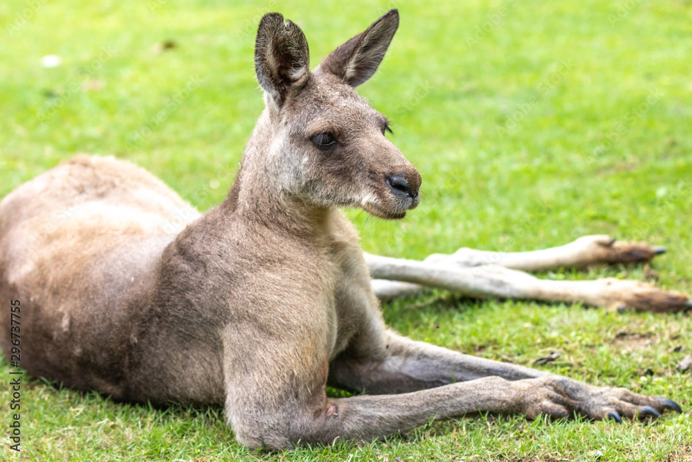 Fototapeta premium カンガルーのポートレート