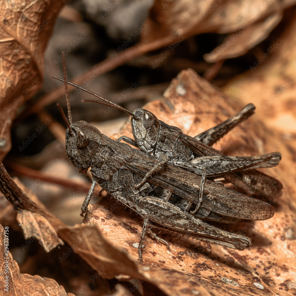 one grasshopper embraces another on a yellow leaf, close-up one grasshopper embraces another on a yellow leaf, close-up