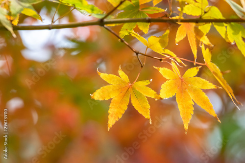 紅葉　秋イメージ