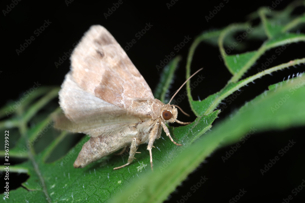 Obraz premium Moths in the nature