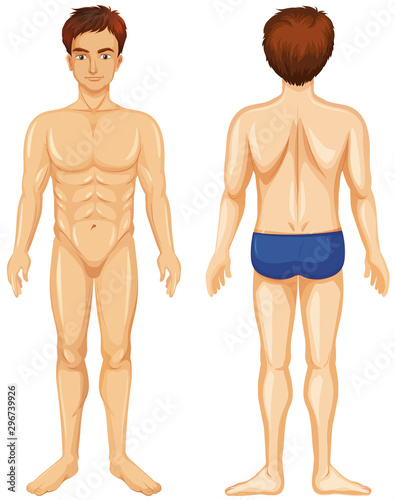 Front and back of human male