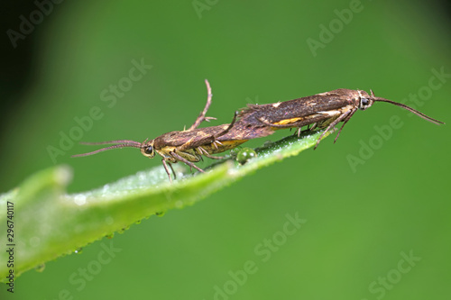 Mating of moths © junrong