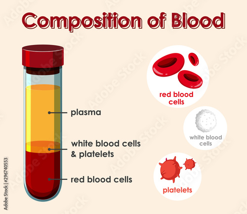 Diagram showing composition of blood