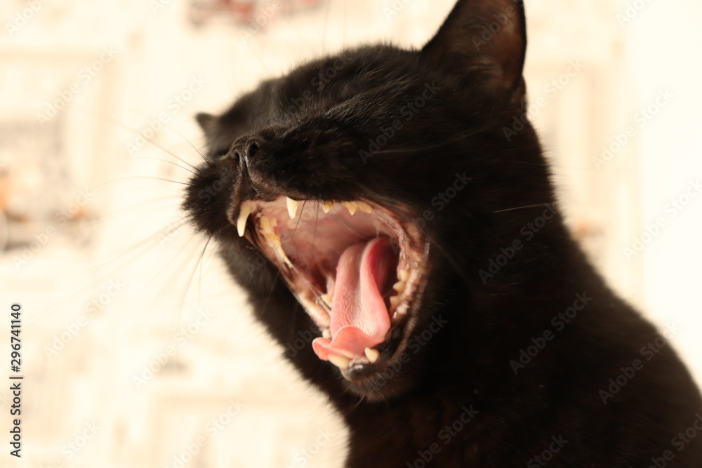 Obraz premium British black cat