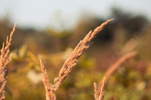 Noised Wheat field natural product. Spikelets of wheat in sunlight close-up. Summer background of ripening ears of agriculture landscape