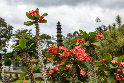 Close-up of crown of thorns red flower. photo