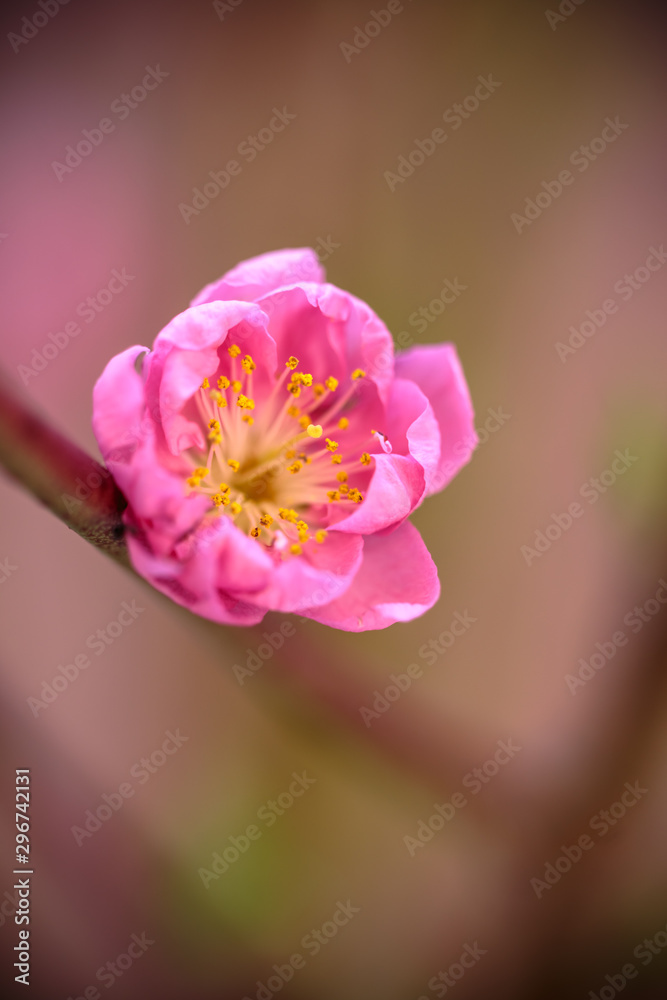 Fototapeta premium 紅梅 初春の和風イメージ