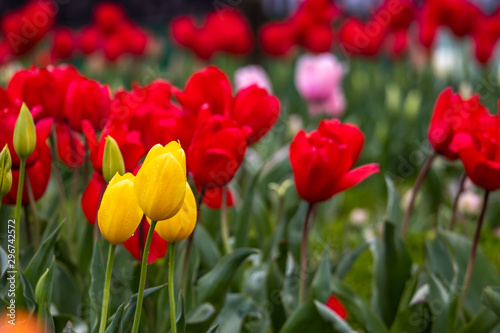 チューリップの花　春イメージ