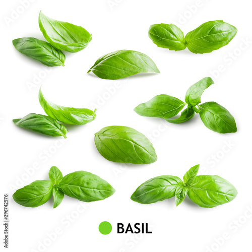 Basil isolated. Basil leaf on white. Basil leaves set.
