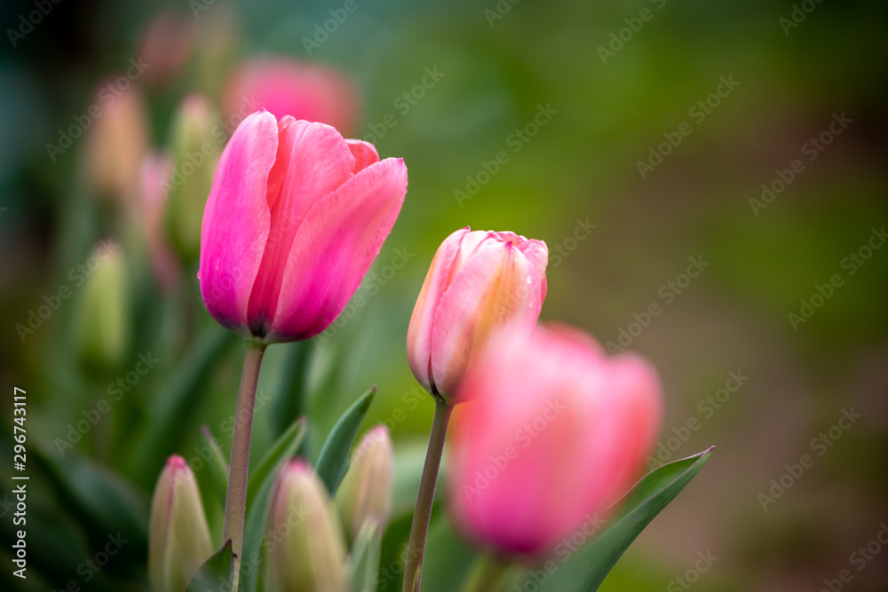 チューリップの花　春イメージ