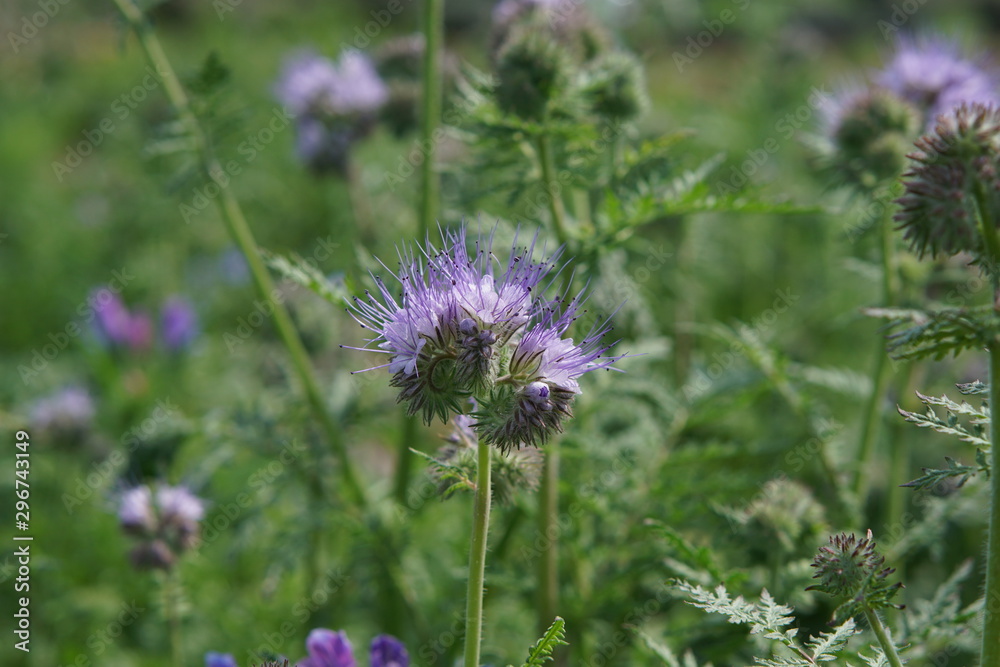 Phacelia tanacetifolia 