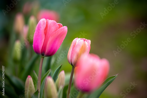 チューリップの花 春イメージ