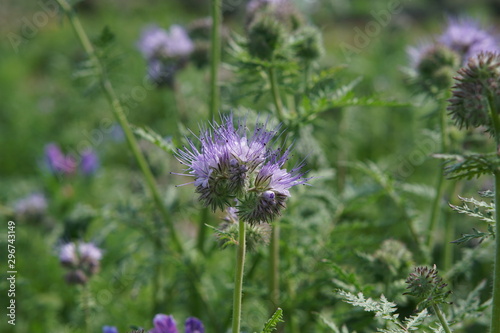 Phacelia tanacetifolia 