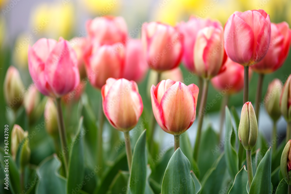 チューリップの花　春イメージ