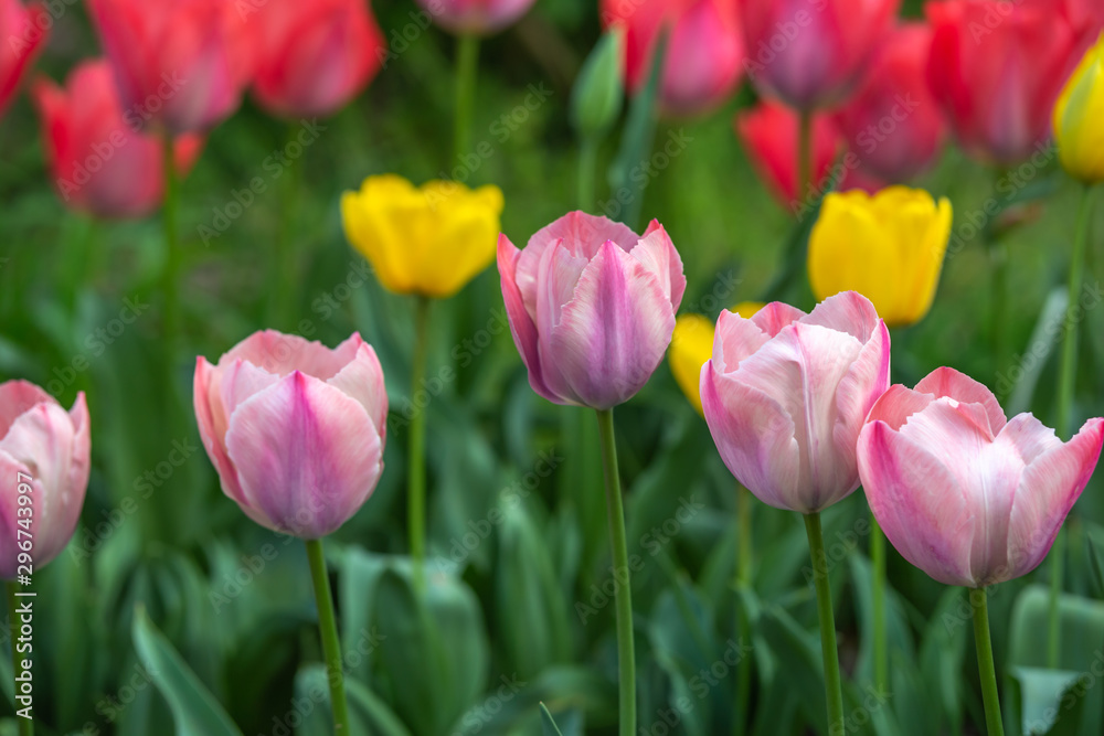 チューリップの花　春イメージ