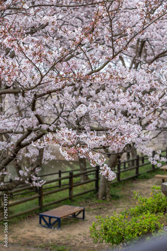 桜のアーチ 春イメージ