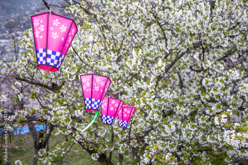 桜とランタン 春イメージ