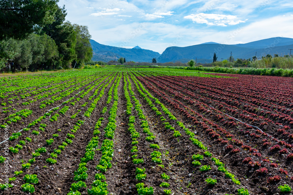 Farm field with rows of young sprouts of green salad lettuce growing outside under greek sun.